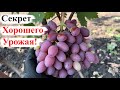 Секрет ХОРОШЕГО УРОЖАЯ! Результат НОРМИРОВКИ ГРОЗДЯМИ / Виноград ЛАНСЕЛОТ РОЗОВЫЙ