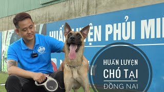 Trung tâm Huấn luyện Chó 'Phủi' tại Biên Hòa  Đồng Nai/ NhamTuatTV  Dog in Vietnam