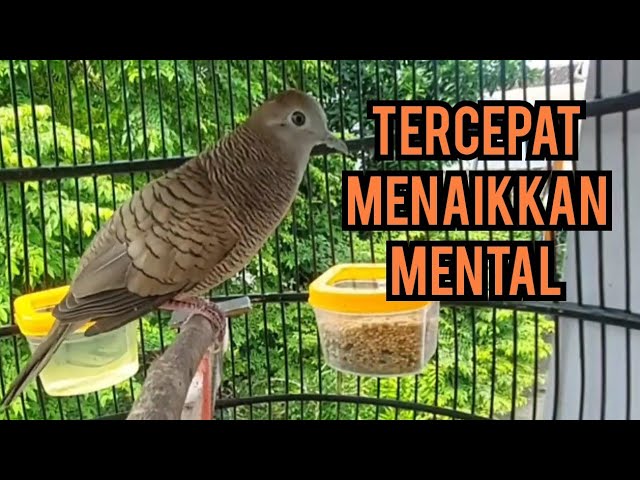 Menaikkan MENTAL❗Perkutut Betina memanggil Jantan Bersahutan dG suara KEROT perkutut lokal gacor class=