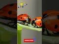 Did you know? Ladybugs Are Secret ASSASSINS! 🐞🔪#shorts