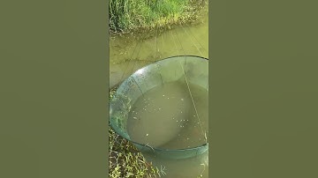 Lưới câu cá, tôm gấp gọn, lưới bắt cá siêu tiện lợi🐟 #fishing #shorts