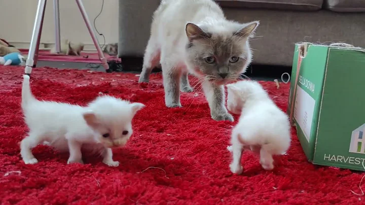 Watch the video about 2 week old ragdoll kittens first walk #RagdollCat #RagdollCat#RagdollCats#RagdollKitten