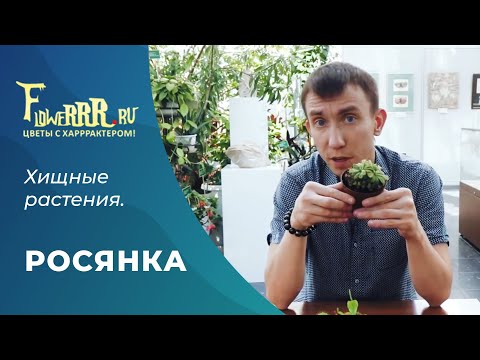 РОСЯНКА. ХИЩНОЕ РАСТЕНИЕ. СЕРГЕЙ КУНИЦЫН