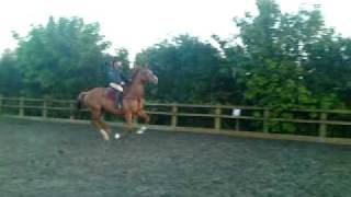 Fern Jumping 1.40Cm On Norman