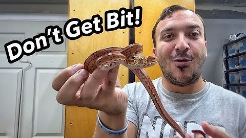 DON’T GET BIT - Handling Tips for Amazon Tree Boas