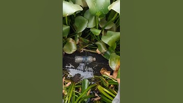 #17 Thăm lờ cá lóc cải tiến siêu nhạy#mientay #fishing