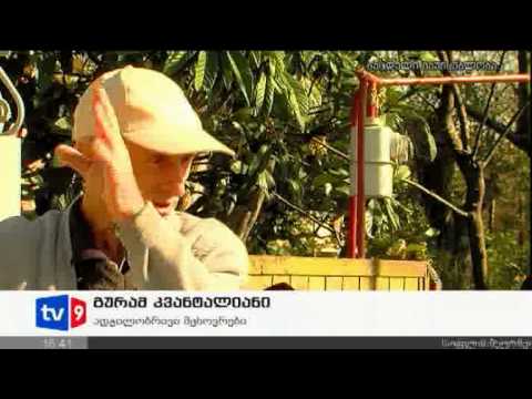 ახალი 4 | ქარსაცავი ზოლის გაჩეხვა | 13.11