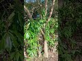 #natureza