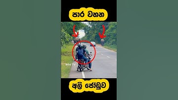 Wild elephant blocking the road🫣#shortvideo #shorts #elephant #attack #tiktok #viralvideo #youtube