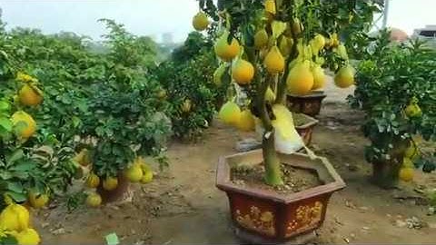 Bưởi cảnh chơi tết 2020 giá siêu rẻ