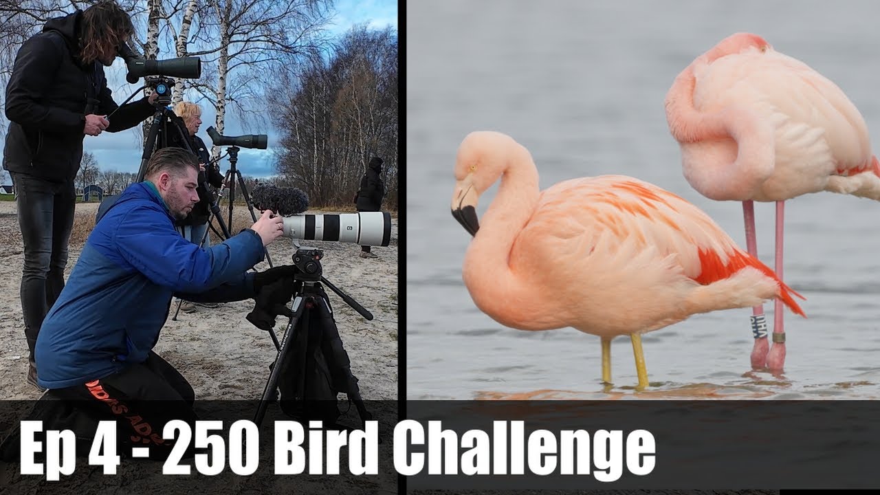 Flamingo's, a Pygmy Cormorant and more RARE BIRDS for the Yearlist!