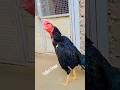 Tofani Breed Aseel #roosterfarm #tofanibreed #aseelmurga #murga #muska