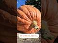 Wait for it... My giant 40kg beauty, Big Max! 🤩 #shorts #pumpkin #satisfying