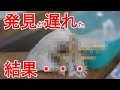 【セキセイインコ】獣医師が教える多い病気7選