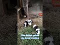 guinea pig home breeding