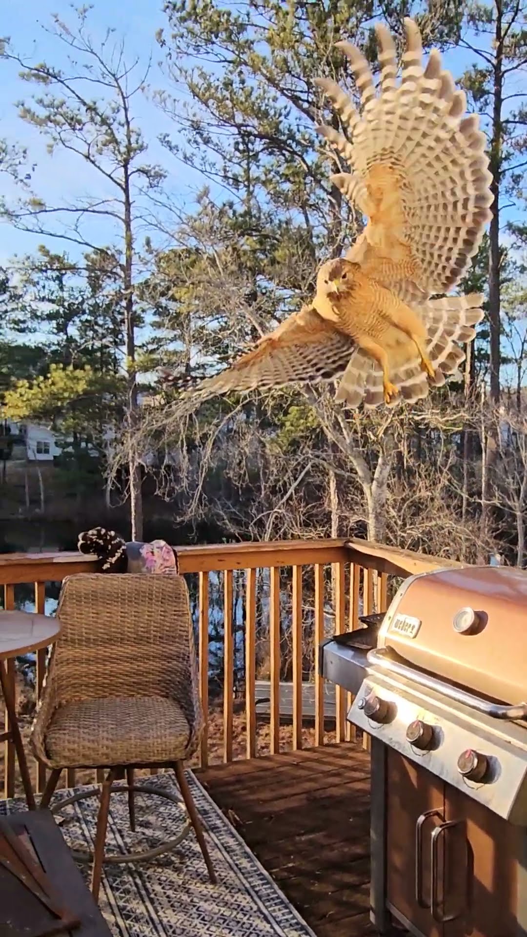 Tommy Hawk Catches Treat in Midair || ViralHog