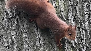 THERE'S NO WAY you can watch this WITHOUT LAUGHING! - Funny SQUIRREL compilation