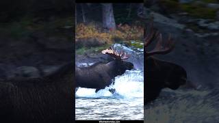 Bull Moose Crosses River Pursuing Cow During Rut