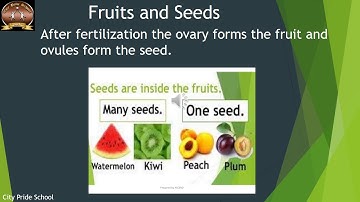 Class 6- Science - Video - Plants Form and Function 7