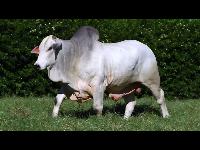 LOTE 11   ONIX 1140