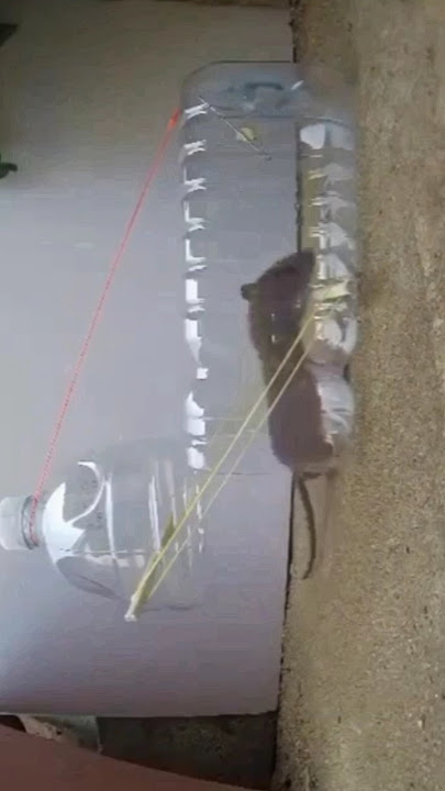 MOUSE TRAP FROM USED BOTTLES #tutorial