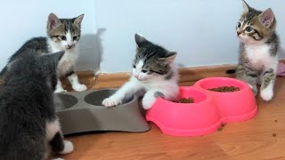 Yavru Kedi Çok Acıkmış Doymak Bilmiyor 🙈 Hırlıyor, Tıslıyor Kardeşleri ile Mamasını Paylaşmıyor
