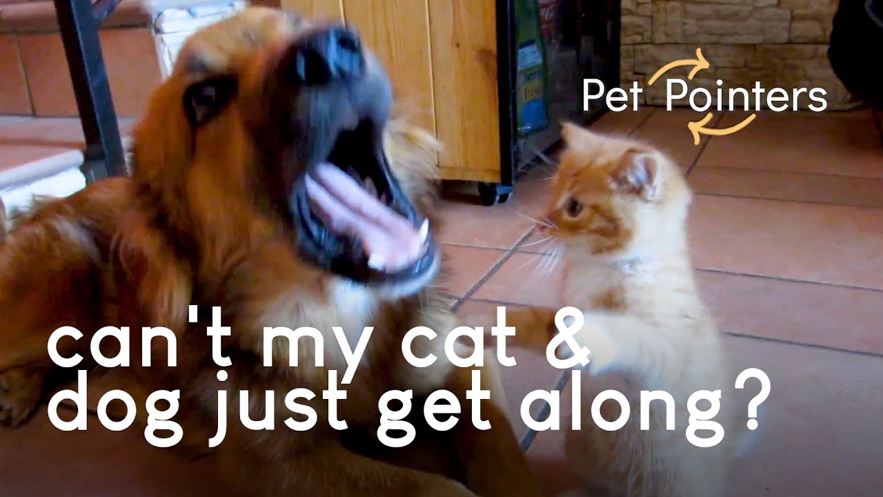 Can Dogs and Cats Get Along?