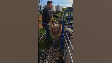 Sheep Can Die If You Don’t Shear Their Wool!🐑