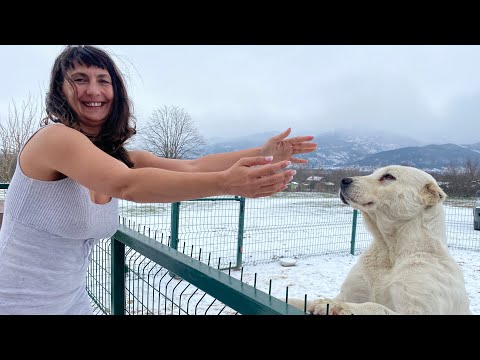 Мъжки АЛАБАЙ (ВЪЛКОДАВ) за Женската ни АЛАБАЙКА. Ранчо в Дивото с Цеци и Жельомир