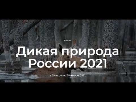 Фотоконкурс National Geographic Дикая Природа России 2021 Deadline: 2021.08.29