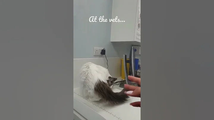 Watch the video about CAT at VETS. 😕😳 #shorts #catshorts #vets #ragdoll #cutest #awww #vet #teevlogz #whitecat