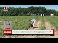 PEPENII DE DĂBULENI: DE CE sunt nevoiți producătorii să convingă cumpărătorii?