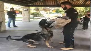 Perros de proteccion en Guadalajara