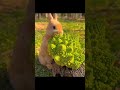أغنية الأرنب والثعلب بصوت توم وجيري طيور الجنة بيبي