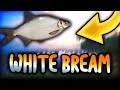 PECAMO WHITE BREAM NA OLD BURGU! | Russian Fishing 4