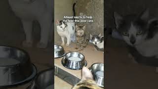 consider donating to help me feed this poor cats #USA #canada #german