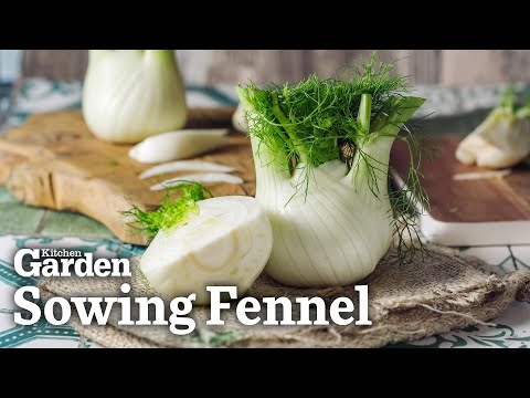 Video: Sow Fennel In June