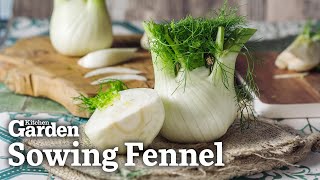 How to Sow Fennel