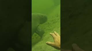 Raw footage of me Encountering a manatee￼.￼