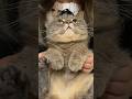 何されてるのか理解できず思考停止してる猫が可愛いw #shorts #猫 #マンチカン