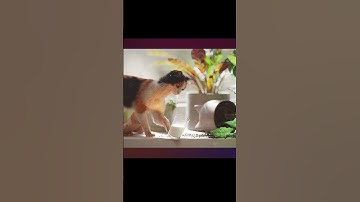 FEI FEILi Explains Spatial Intelligence