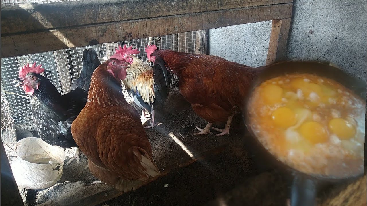 Del gallinero a la cocina huevos frescos en casa cocinado huevo en