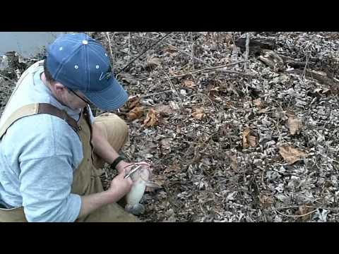 Video Cold water catfishing