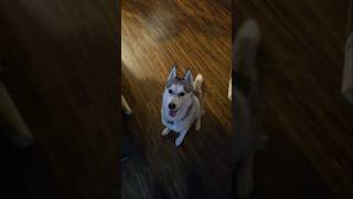 my Husky shortsfeed shortsviral shorts viral viralshort viralshorts fun dog dogs yay