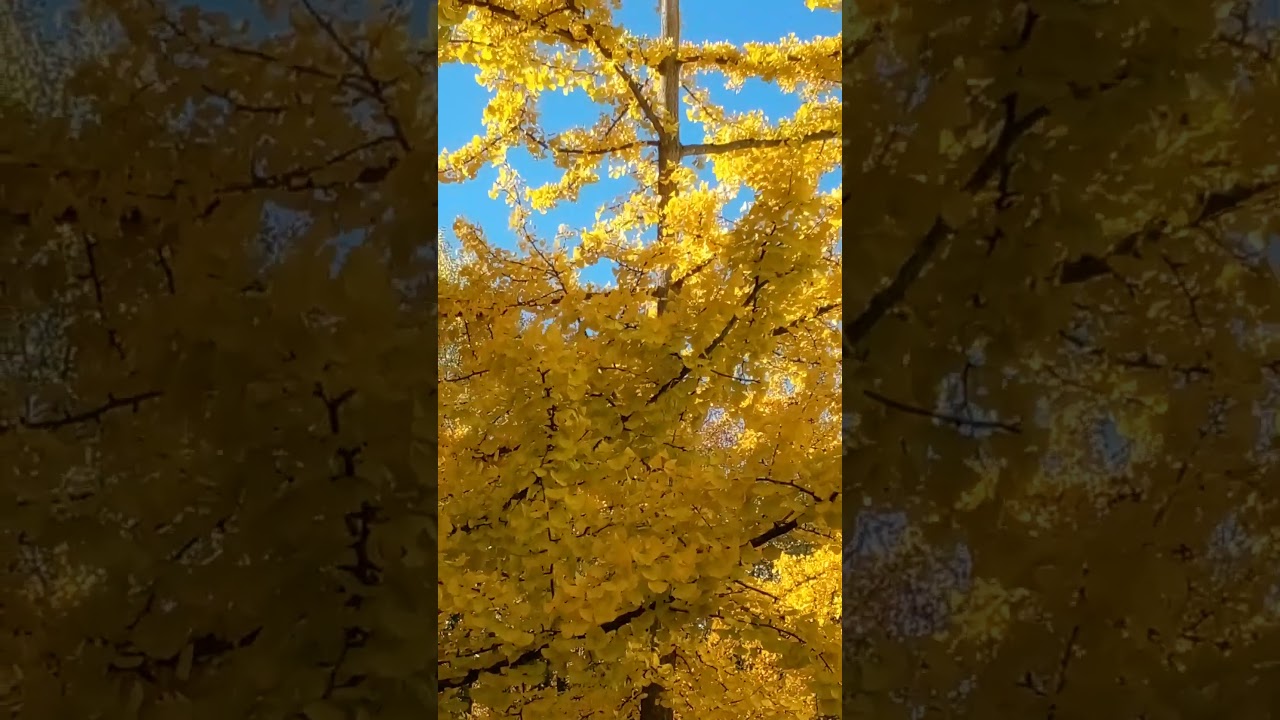 Ginkgo biloba L. #nature#