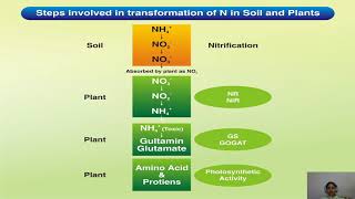 Nitrogen transformation