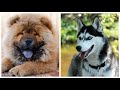 Top10 razas de perros mas DIFÍCILES  de entrenar