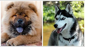 ¿Cuál es la raza de perro más difícil de criar?