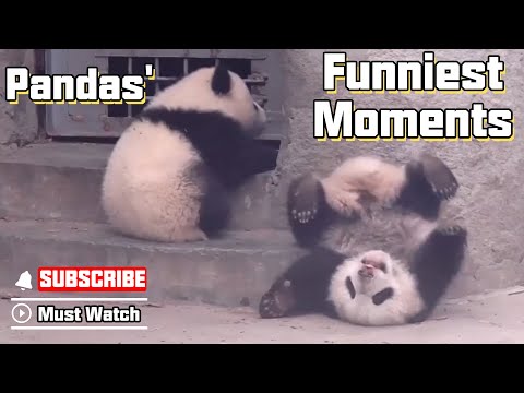 Pandas'