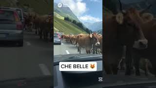 Strada di montagna bloccata dalle mucche, traffico fermo #montagna #mucche #strada #sora #ai